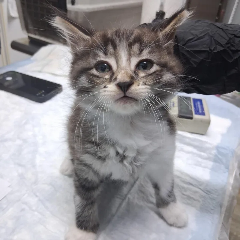 A baby small-sized male Brown / Chocolate Domestic Short Hair cat named Drumstick for adoption in Summerville, SC