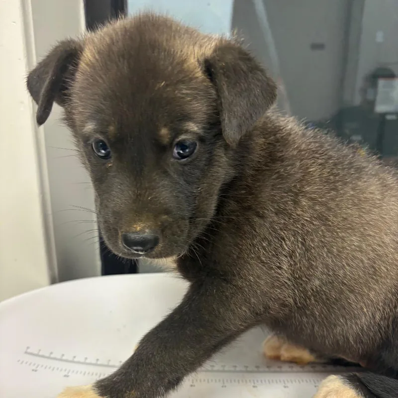 A baby small-sized female Black Mixed Breed dog named Mars for adoption in Columbiana, AL