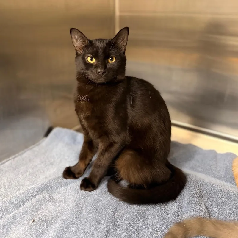 A baby medium-sized female Black Domestic Short Hair cat named Alvira for adoption in Spokane, WA