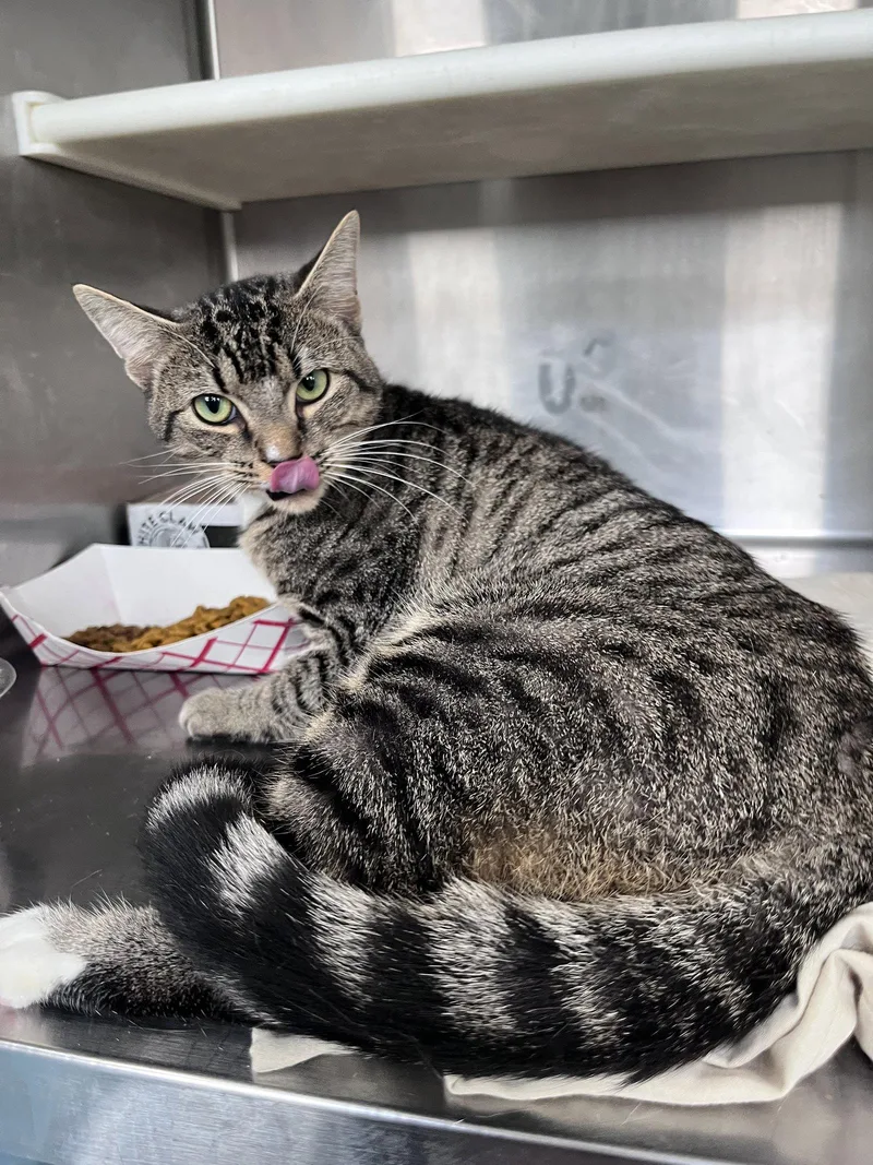 An adult medium-sized male Domestic Short Hair cat named Achilles for adoption in Carrollton, GA