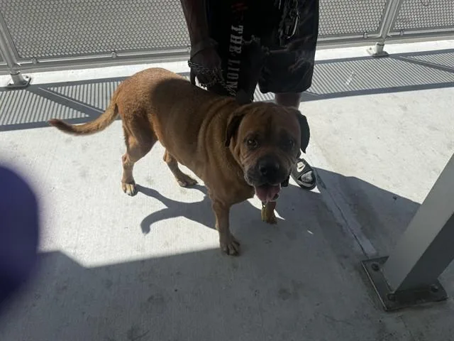 A senior large-sized male Rottweiler dog named King for adoption in Miami, FL
