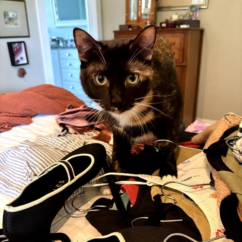 An adult extra large-sized female Torbie Domestic Medium Hair cat named Cider for adoption in Charlotte, NC
