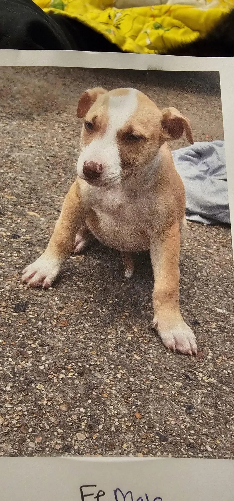 A baby small-sized female Brown / Chocolate Pit Bull Terrier dog named Miss Gibble Bigfoot for adoption in Biloxi, MS