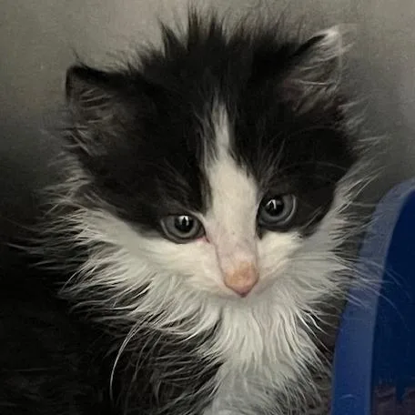 Simba