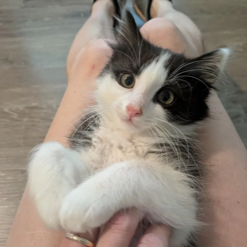 Simba thumbnail 2