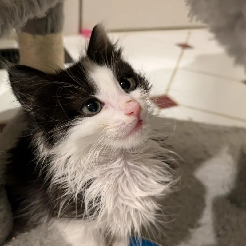 Simba thumbnail 3