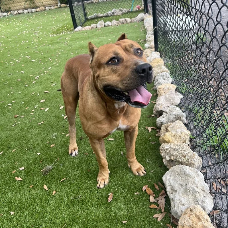 An adult large-sized male Yellow / Tan / Blond / Fawn Mixed Breed dog named Cecil for adoption in Port Charlotte, FL