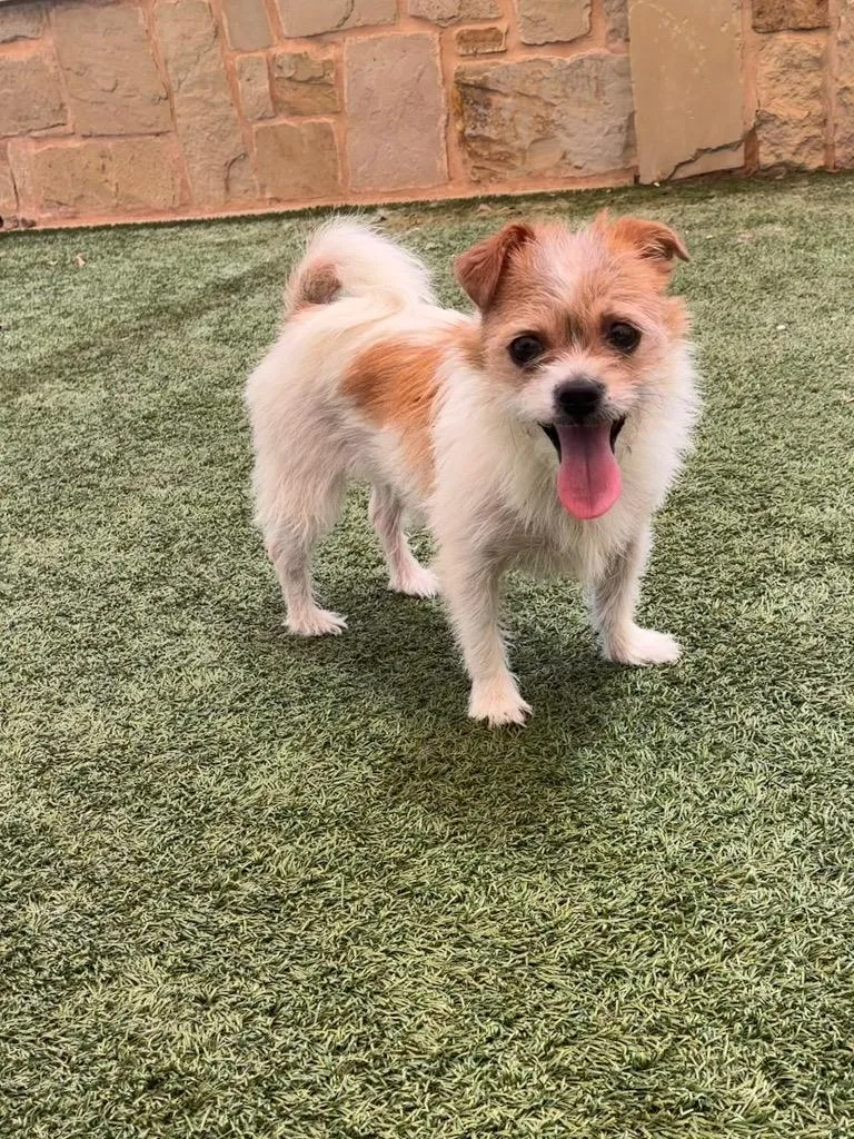 A young small-sized female Terrier dog named Ida for adoption in Seguin, TX