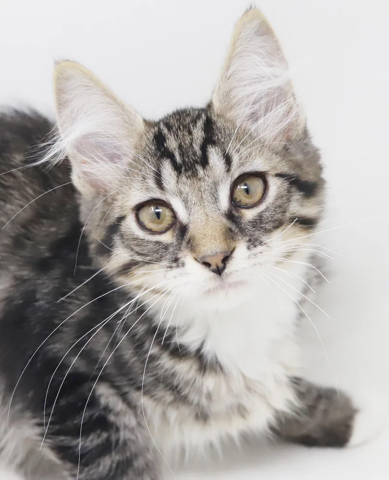 A baby small-sized male Tabby (Brown / Chocolate) Maine Coon cat named Vronk is our floofy for adoption in Bedford Hills, NY