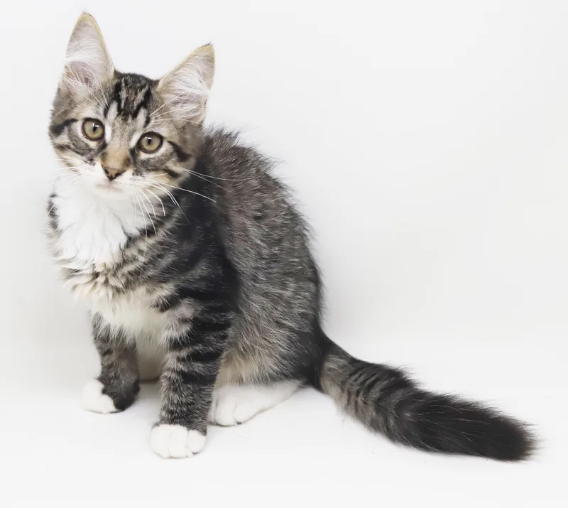 Vronk is our floofy thumbnail 2