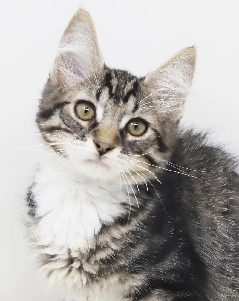 Vronk is our floofy thumbnail 3