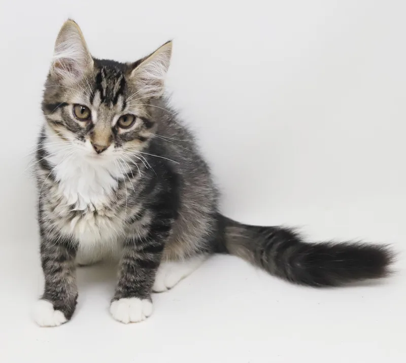 Vronk is our floofy thumbnail 4