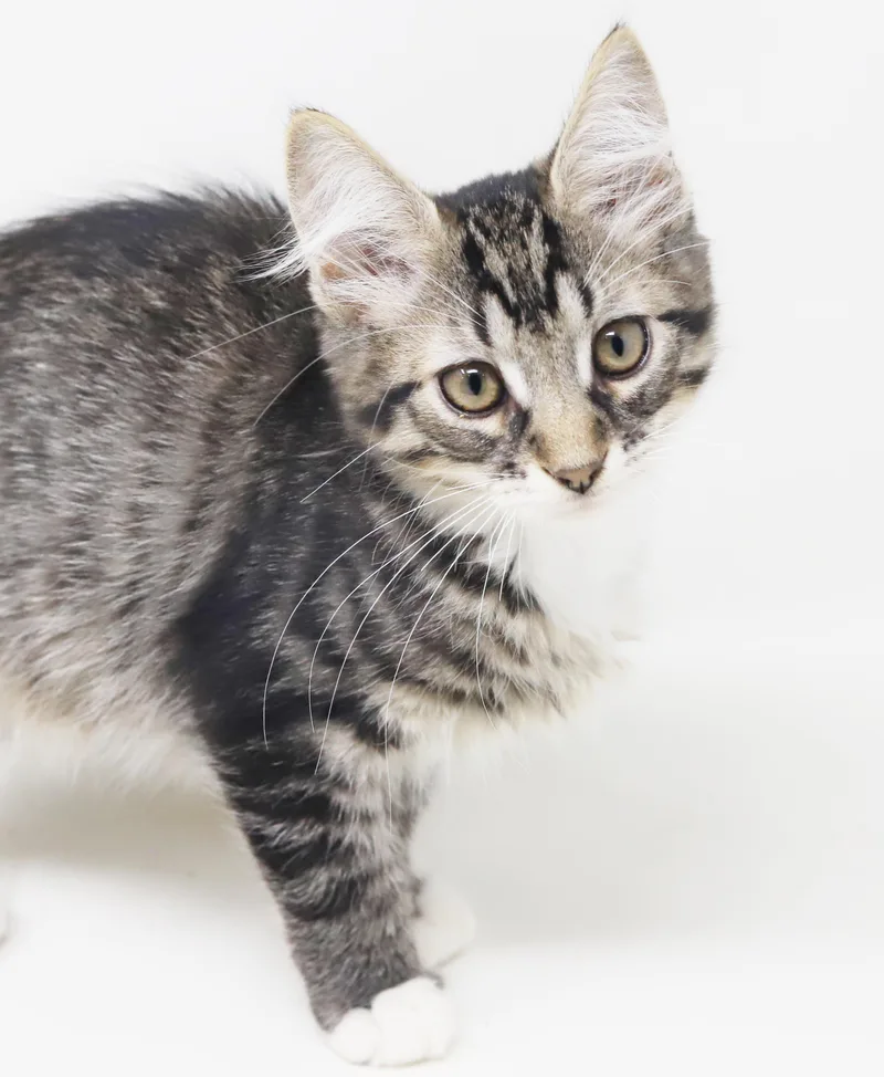 Vronk is our floofy thumbnail 5