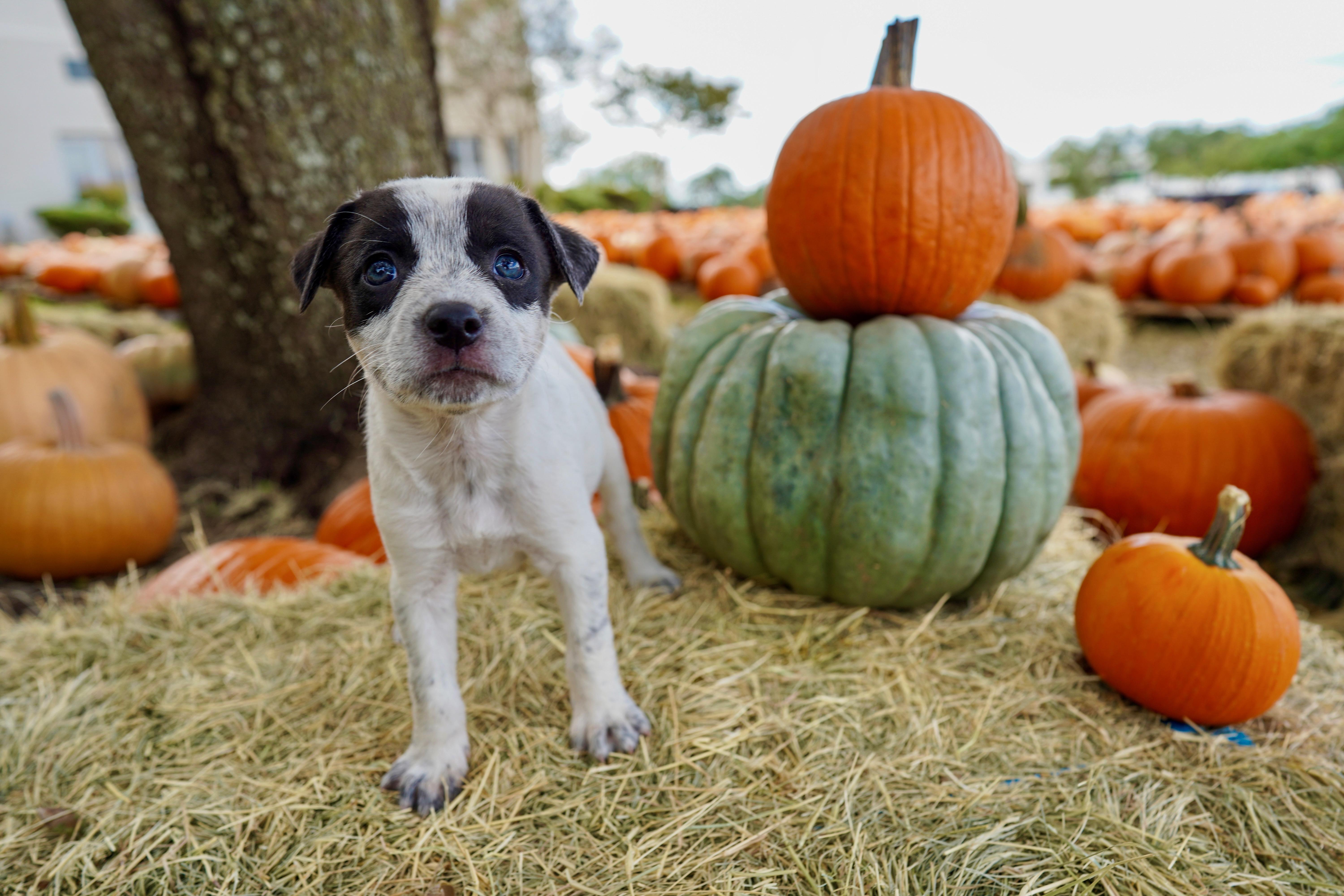 A young medium-sized female White / Cream Labrador Retriever dog named Flute for adoption in San Antonio, TX