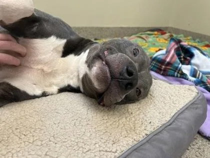 An adult large-sized male Pit Bull Terrier dog named Norbert for adoption in Fishers, IN
