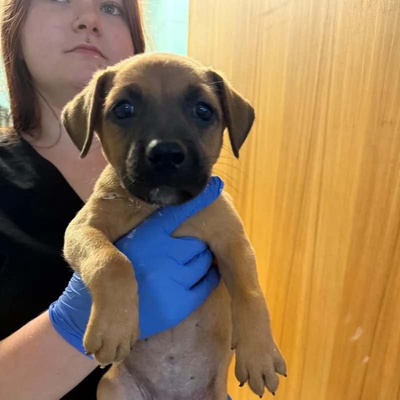 A baby small-sized female Mixed Breed dog named Clove for adoption in Wappingers Falls, NY