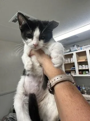 A baby small-sized female Domestic Short Hair cat named Amelia $ for adoption in Seneca, SC