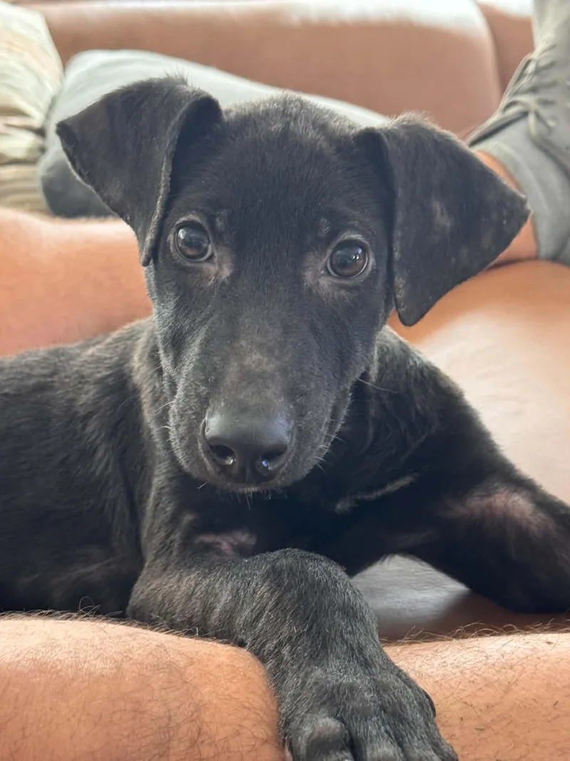 A baby medium-sized male Dutch Shepherd dog named Benny for adoption in Elizabeth, CO