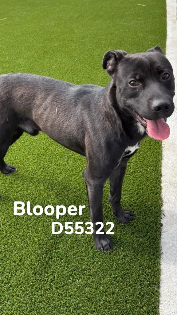 Blooper thumbnail 2