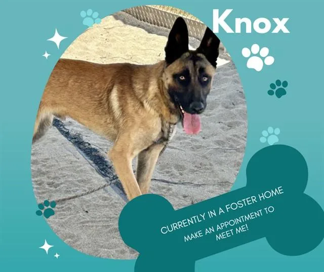 A young large-sized male Belgian Shepherd / Malinois dog named Knox for adoption in Salinas, CA