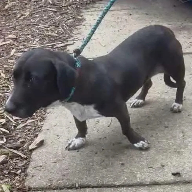 An adult medium-sized female Black Labrador Retriever dog named Charity for adoption in Buford, GA