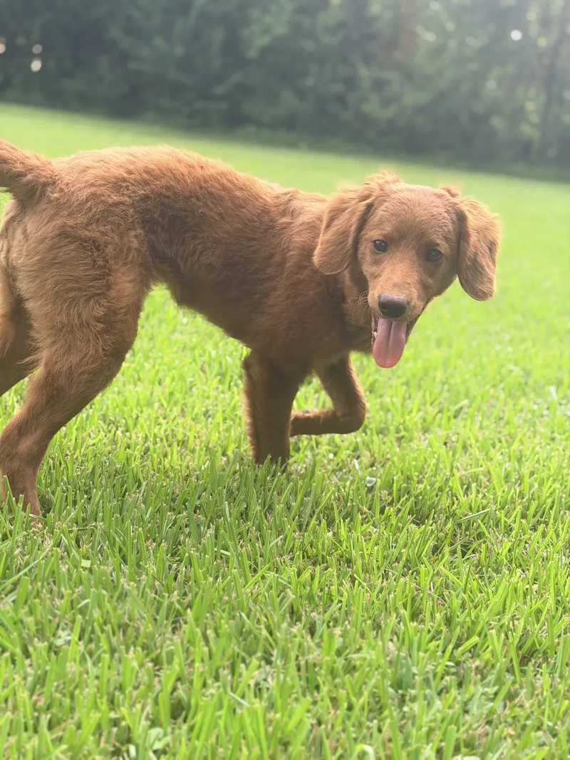 A baby medium-sized female Golden Goldendoodle dog named Lucy for adoption in Alexandria, LA