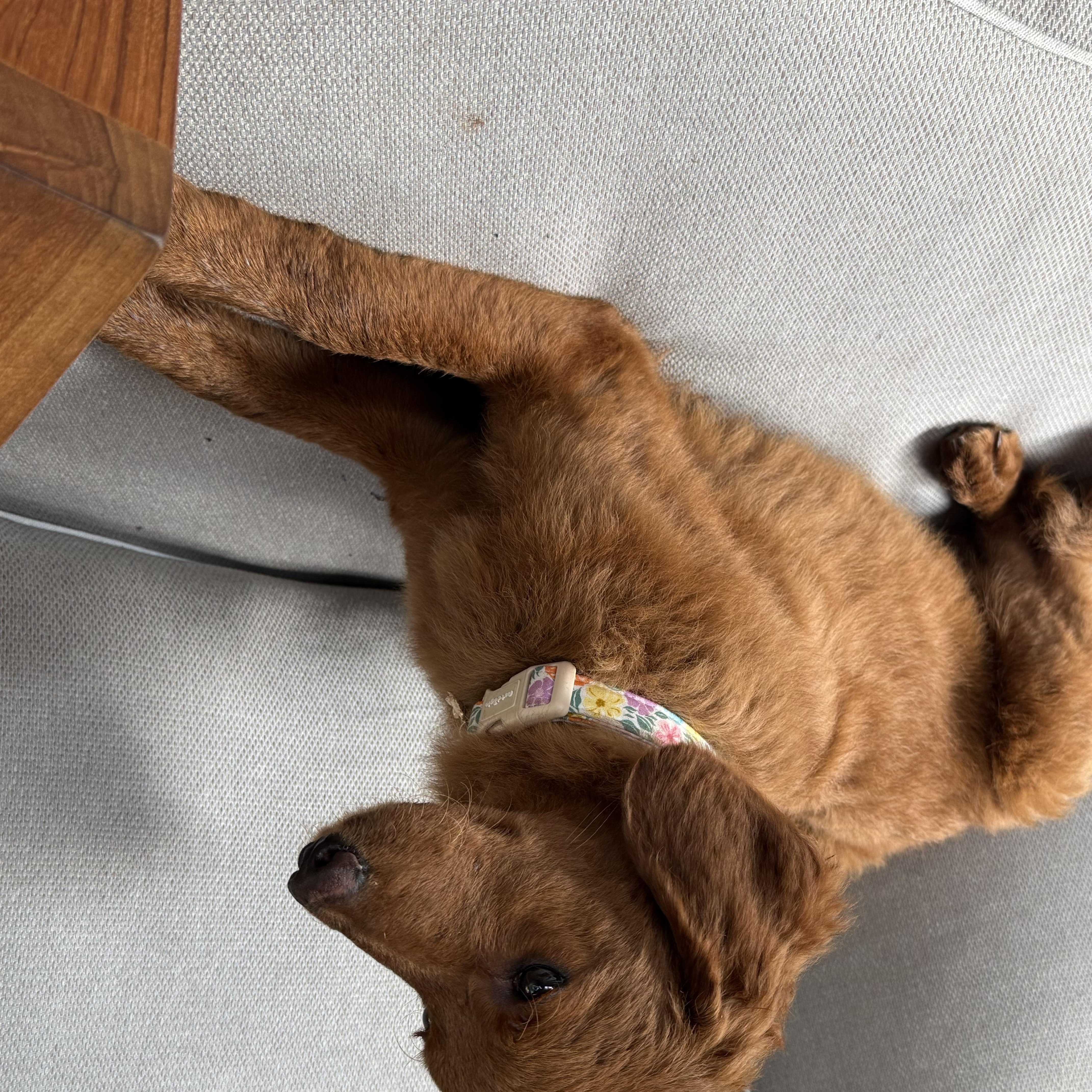 Lucy thumbnail 2