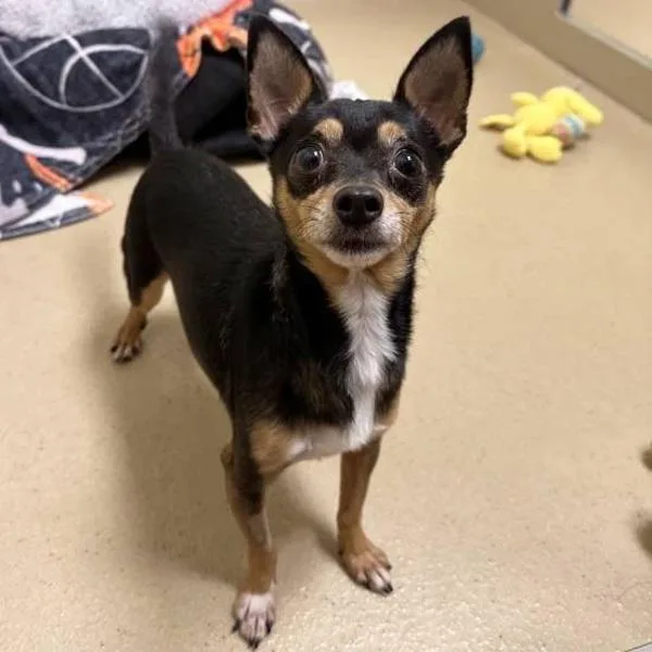 An adult small-sized male Chihuahua dog named Tamagotchi for adoption in Walnut Creek, CA