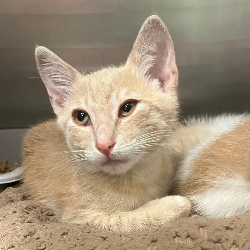 A baby small-sized male Orange / Red Domestic Short Hair cat named Mermelada for adoption in Los Angeles, CA