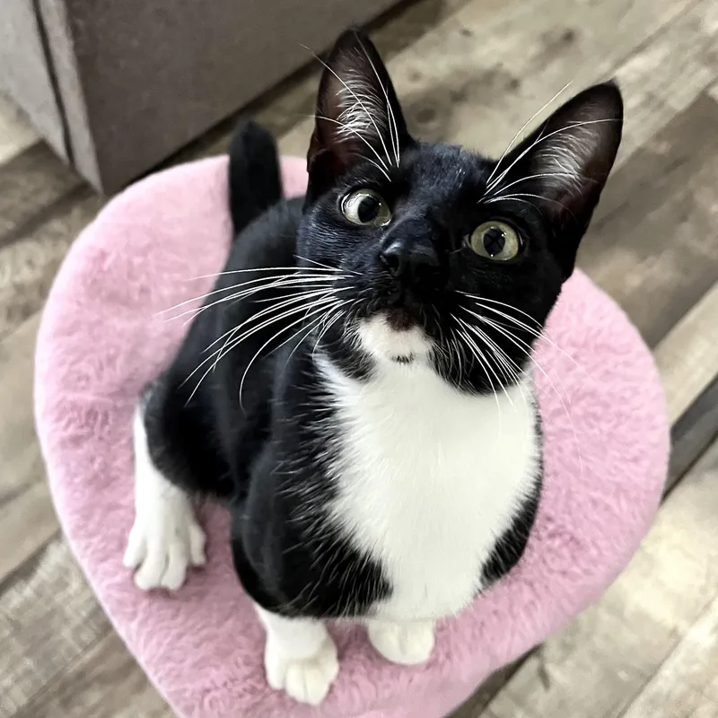 A baby medium-sized male Black & White / Tuxedo Domestic Short Hair cat named Kenobi for adoption in Liverpool, TX