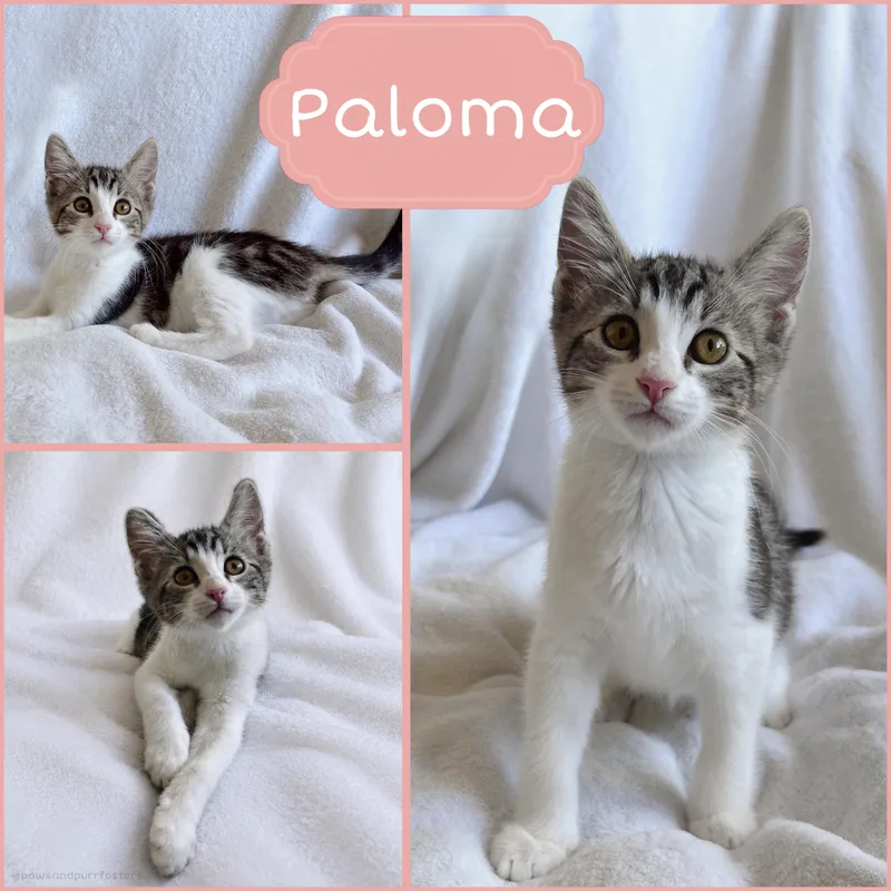 Paloma thumbnail 3