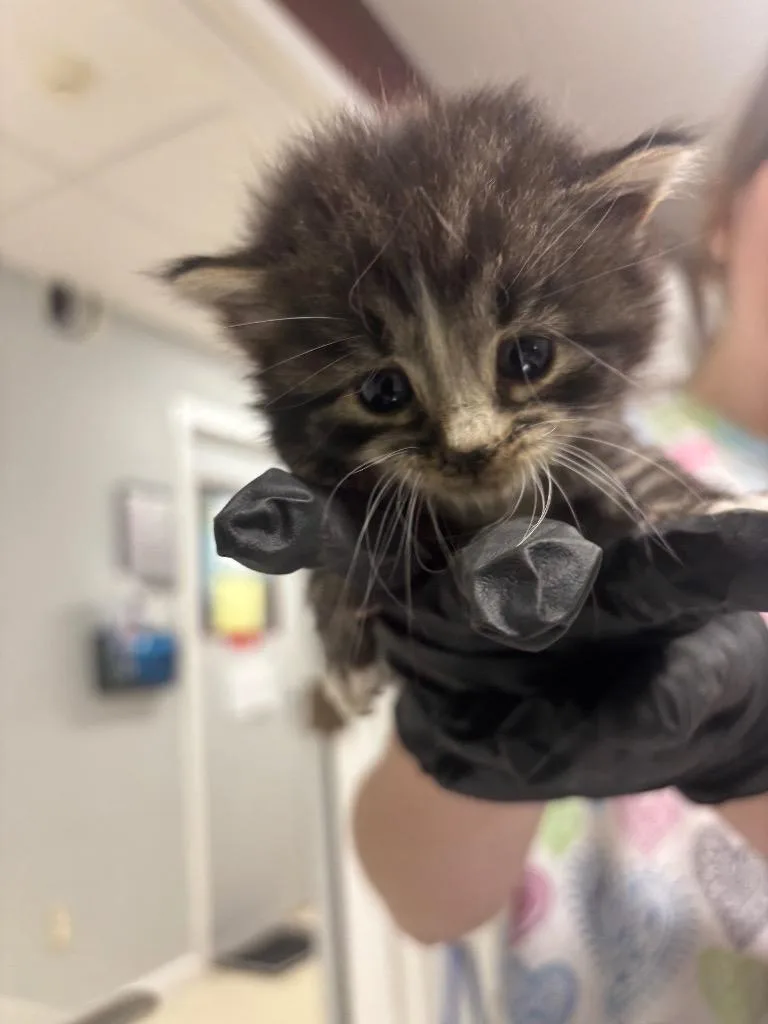 A baby medium-sized male Domestic Medium Hair cat named Ginny for adoption in Fall River, MA