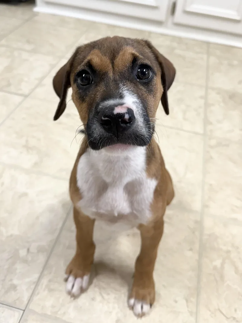 A baby medium-sized female Tricolor (Brown, Black, & White) Mixed Breed dog named Bindi for adoption in Seale, AL