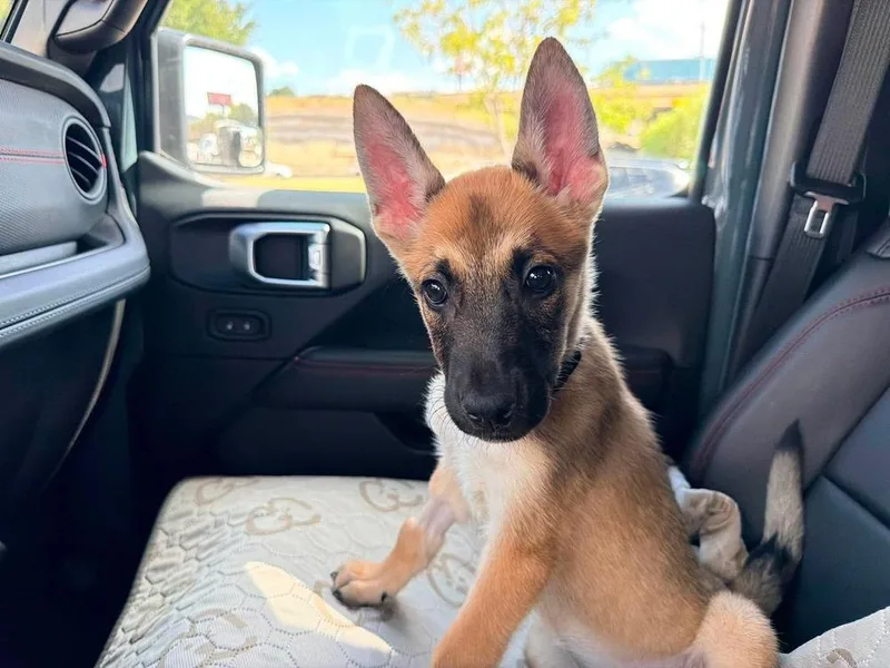 Wasabi Located in Texas thumbnail 2