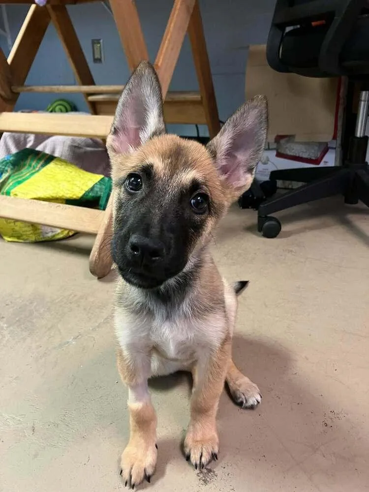 Wasabi Located in Texas thumbnail 3