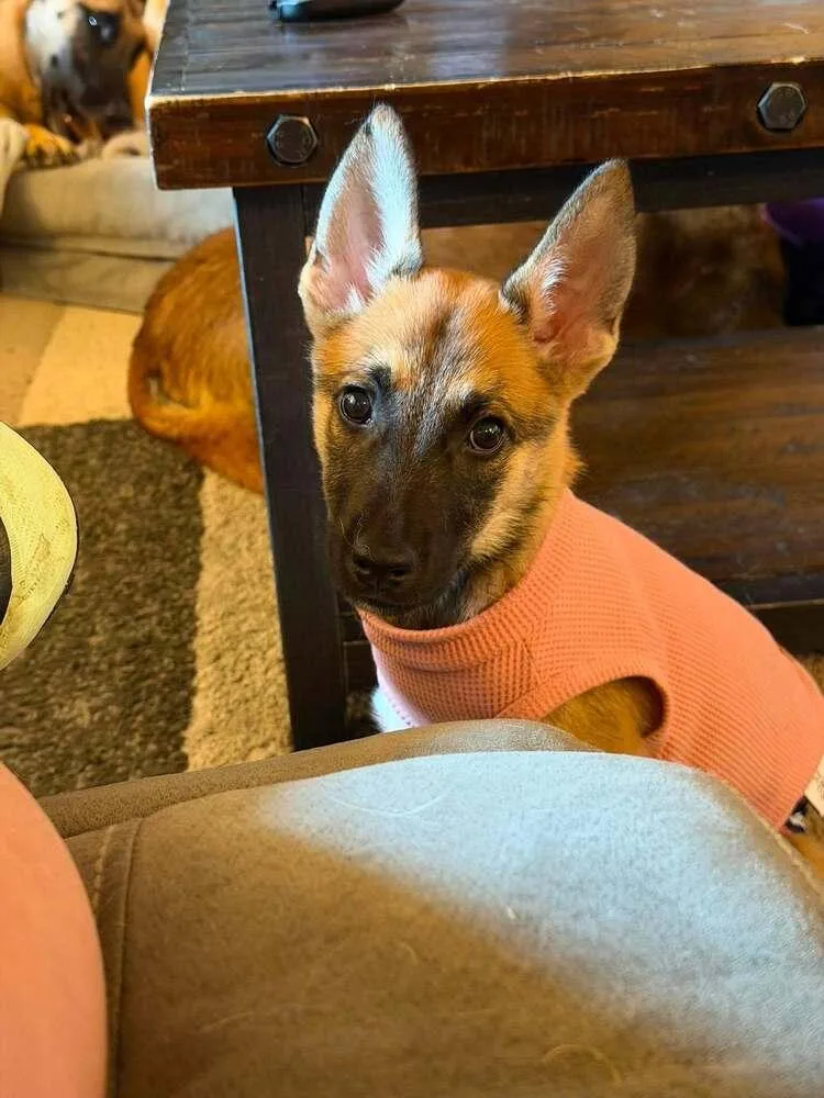 Wasabi Located in Texas thumbnail 4