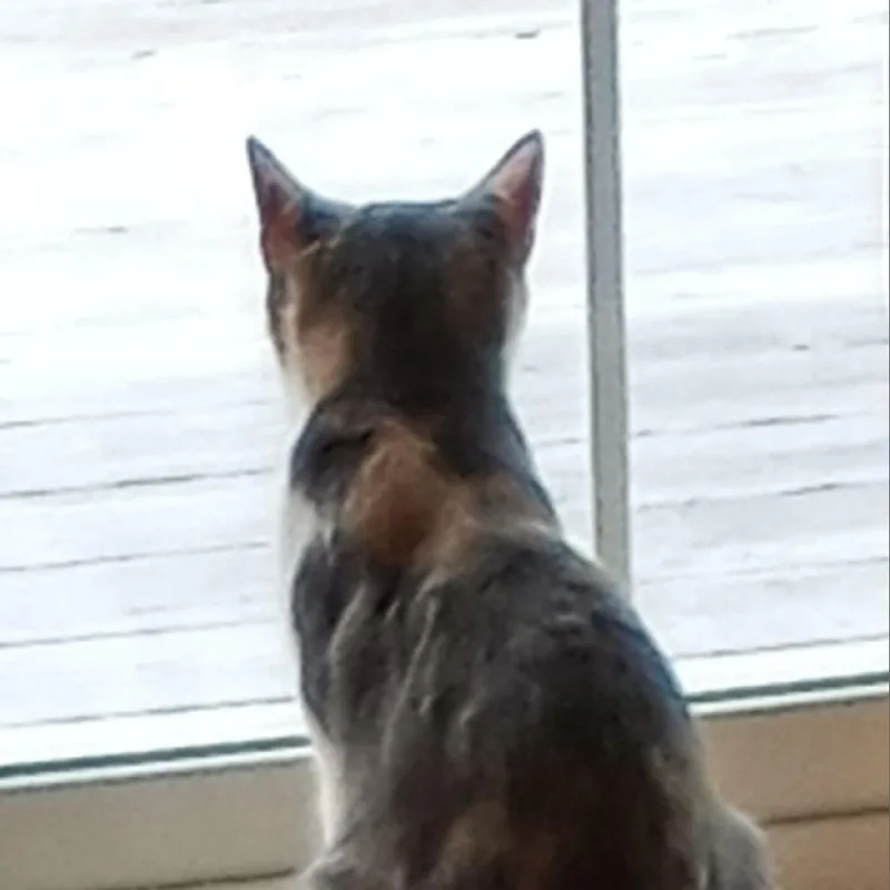 Penny Ann Hult thumbnail 6