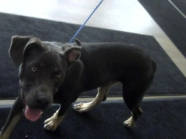 A young small-sized male Weimaraner dog named Kraut for adoption in Toledo, OH