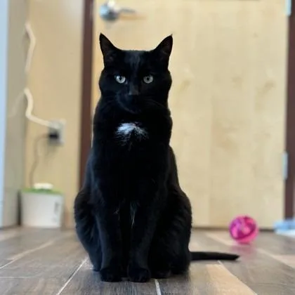 A senior large-sized male Domestic Short Hair cat named Zack for adoption in Reno, NV