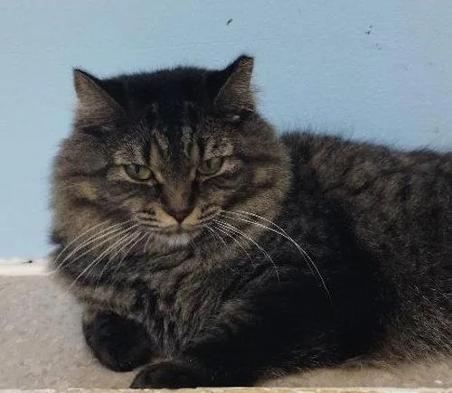 Bev cat room