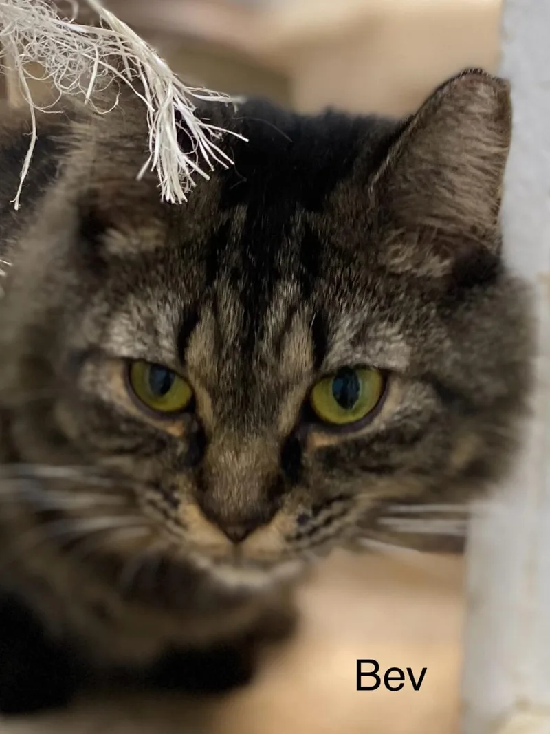 Bev  cat room thumbnail 3