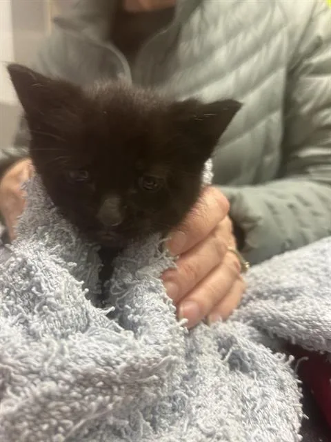 A baby small-sized male Domestic Medium Hair cat named Harp for adoption in Kent, WA