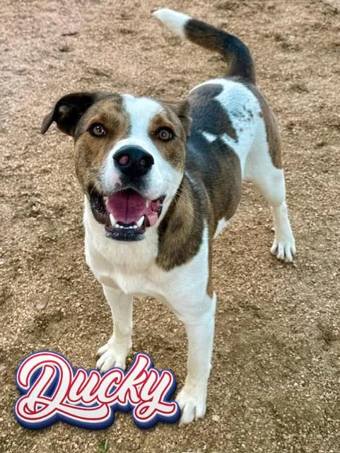 A young medium-sized male Brindle American Staffordshire Terrier dog named Ducky for adoption in Comfort, TX