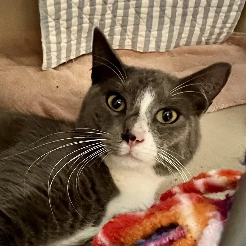 An adult medium-sized male Gray / Blue / Silver Domestic Short Hair cat named Mcr for adoption in Tacoma, WA