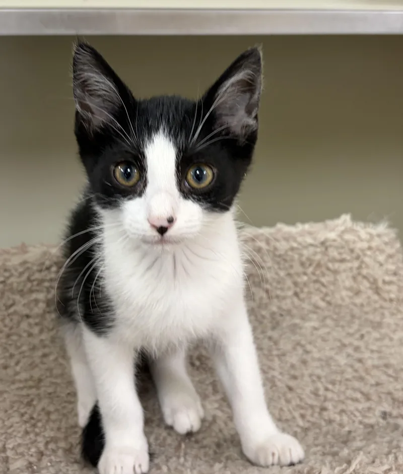 A baby medium-sized male Black & White / Tuxedo Domestic Short Hair cat named Spidey for adoption in Kerrville, TX