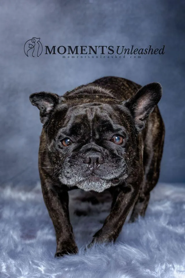 An adult medium-sized male Brindle French Bulldog dog named Aerosmith for adoption in Myakka City, FL