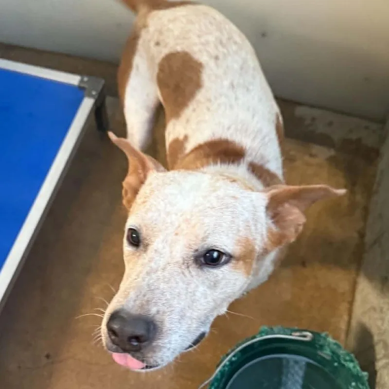An adult medium-sized female Cattle Dog dog named Pepper for adoption in Stephenville, TX