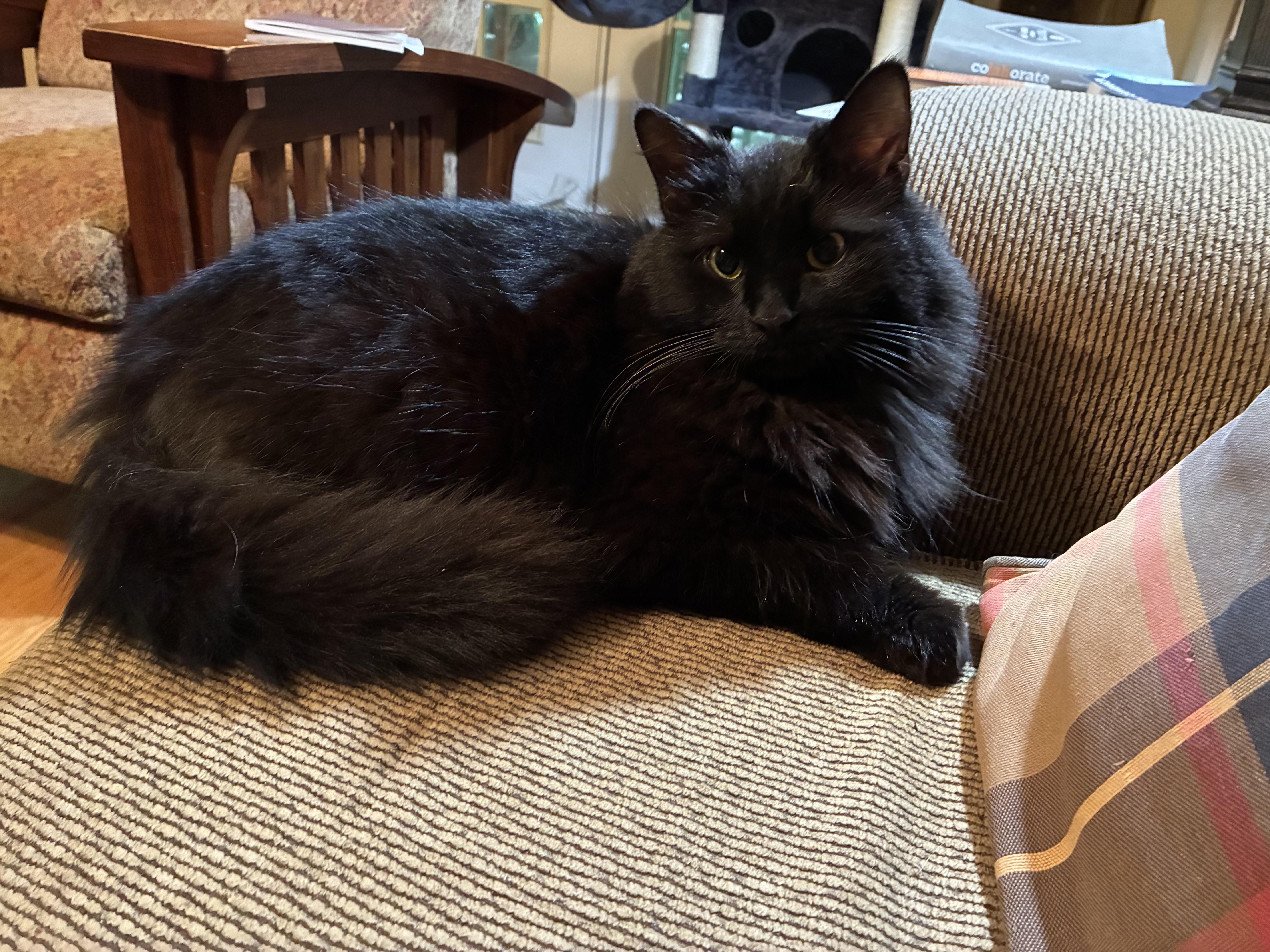 An adult medium-sized male Domestic Long Hair cat named Fudge for adoption in Charlotte, NC