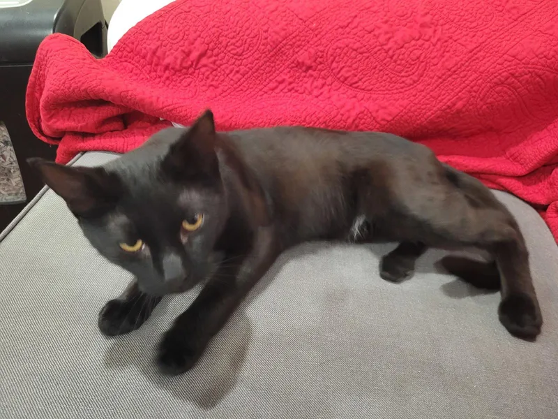 An adult medium-sized male Domestic Short Hair cat named Midnight for adoption in Philadelphia, PA