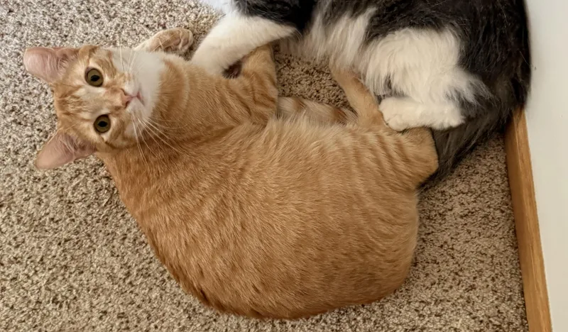 A young medium-sized male Orange & White Domestic Short Hair cat named Warren for adoption in Blaine, MN
